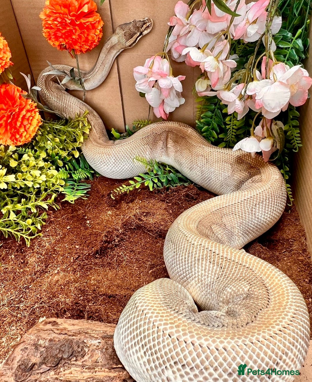 Python Snake reptiles for sale: Royal pythons looking for new home - Image 12