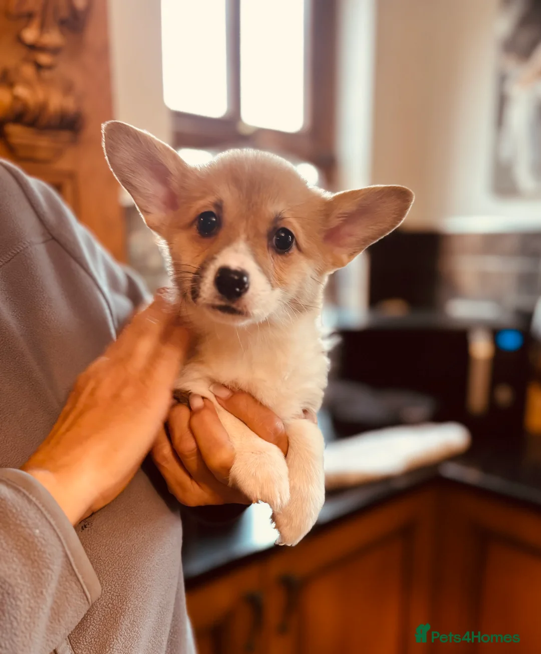 Welsh Corgi Pembroke dogs for sale: KC litter, health tested parents, licensed breeder - Advert 2
