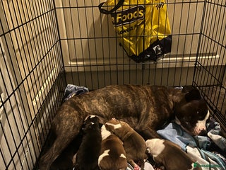 Mixed Breed dogs Staff x American bully male puppy - Advert 1