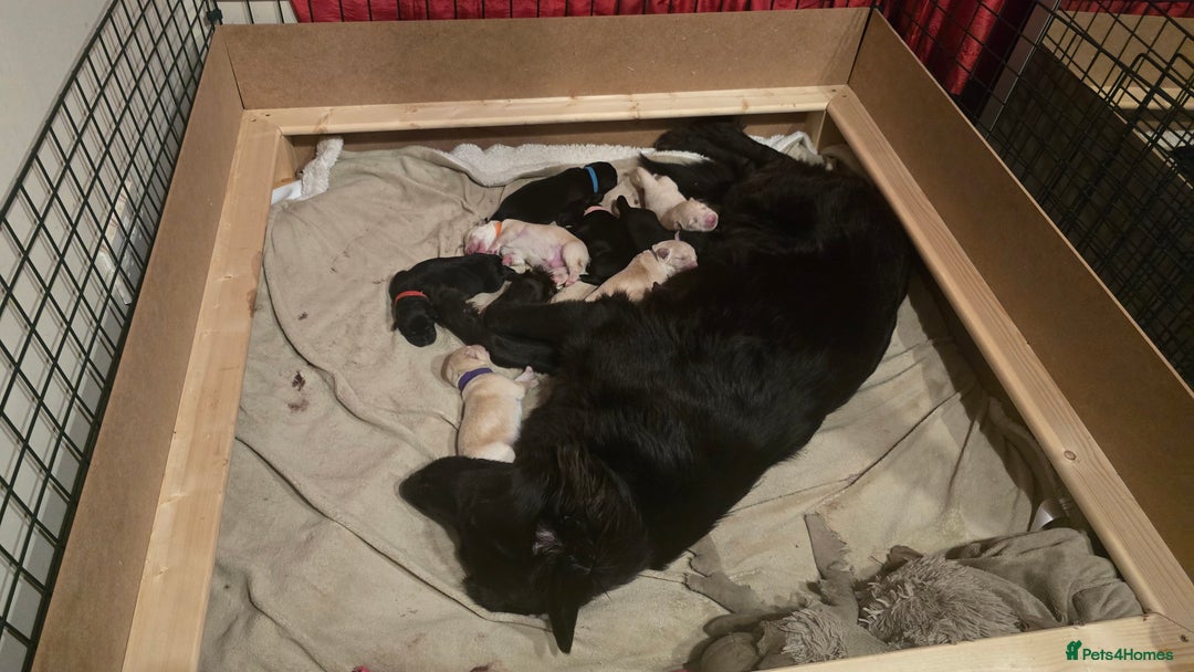 Mixed Breed dogs for sale: Ethically Raised German Shepherd x Lab Puppies - Advert 1