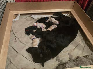 Mixed Breed dogs Ethically Raised German Shepherd x Lab Puppies - Advert 5