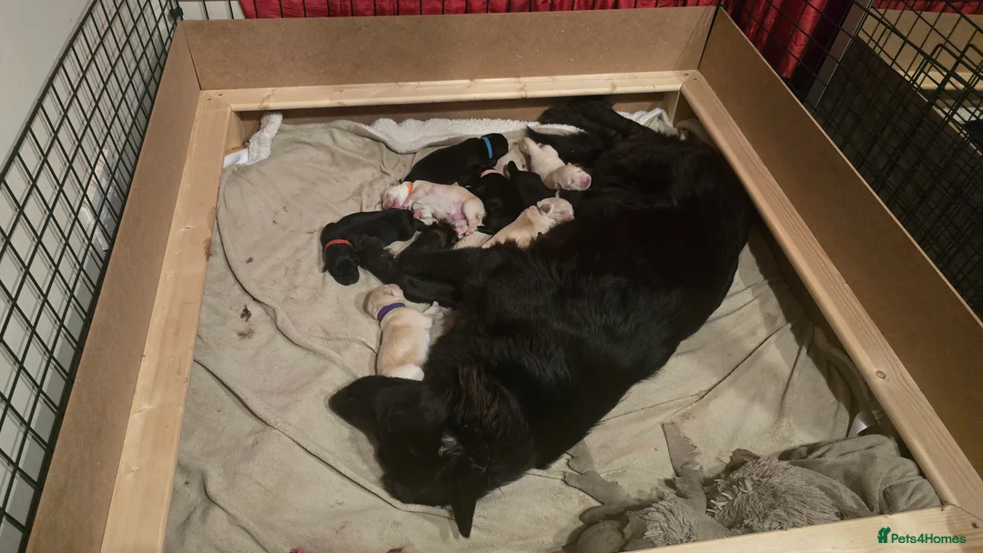 Mixed Breed dogs for sale: Ethically Raised Shepradors - 3 left - Advert 1