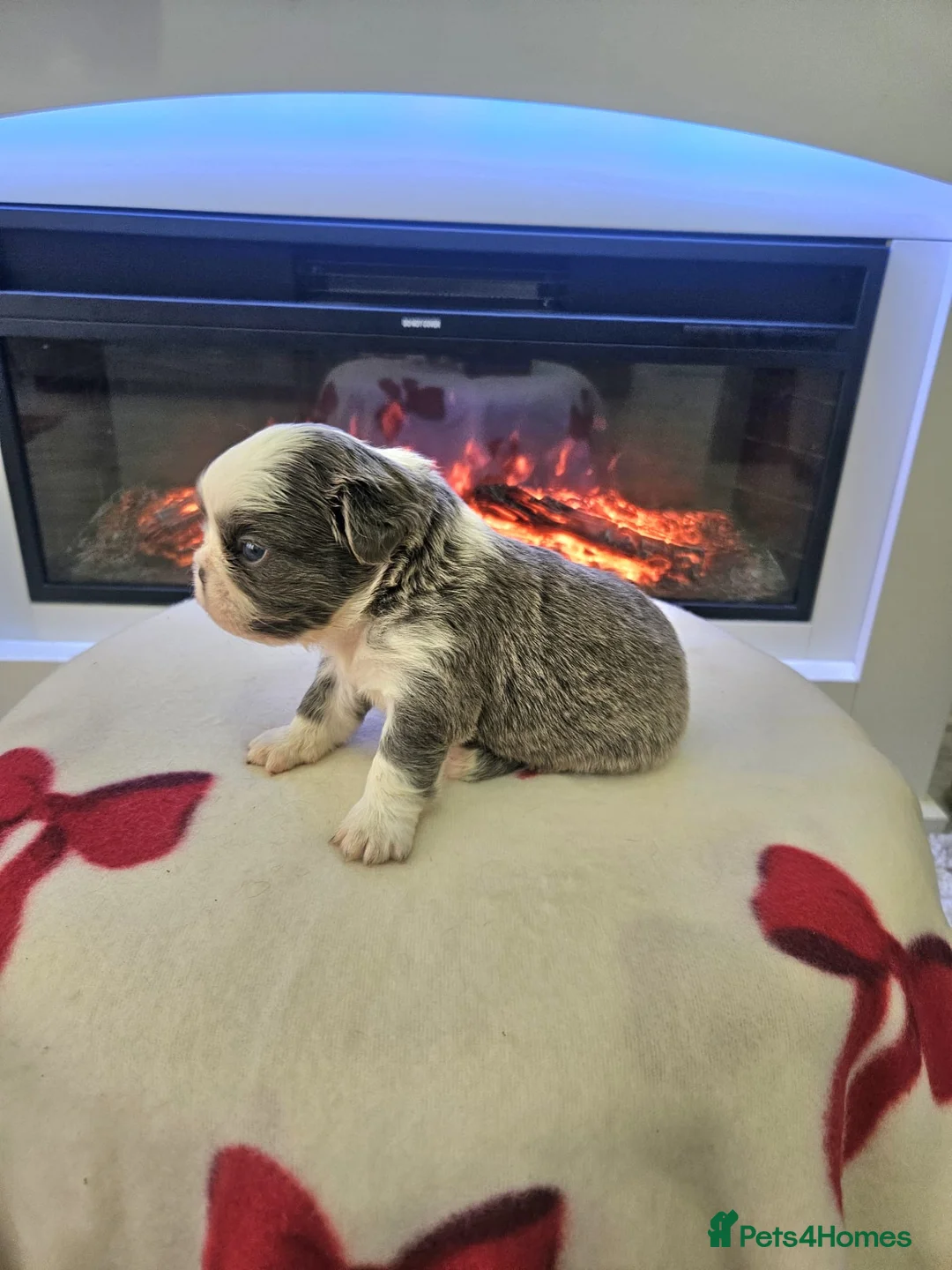 French Bulldog dogs for sale: Beautiful kc fluffy panda french bulldogs - Advert 14