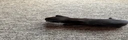 Mixed Breed cats for sale: Adorable mixed Kittens  - Advert 8