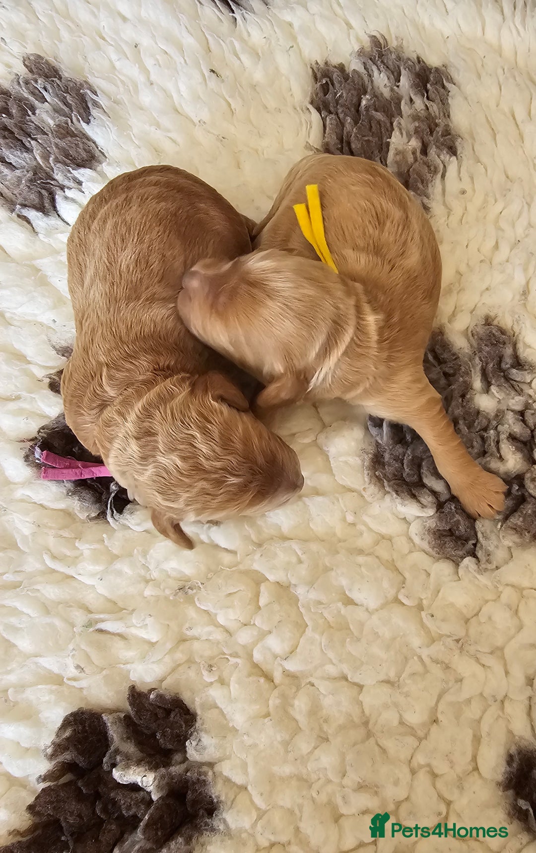 Australian Labradoodle dogs for sale: STUNNING FULLY HEALTH TESTED PUPPIES 🌟🐾 - Image 31