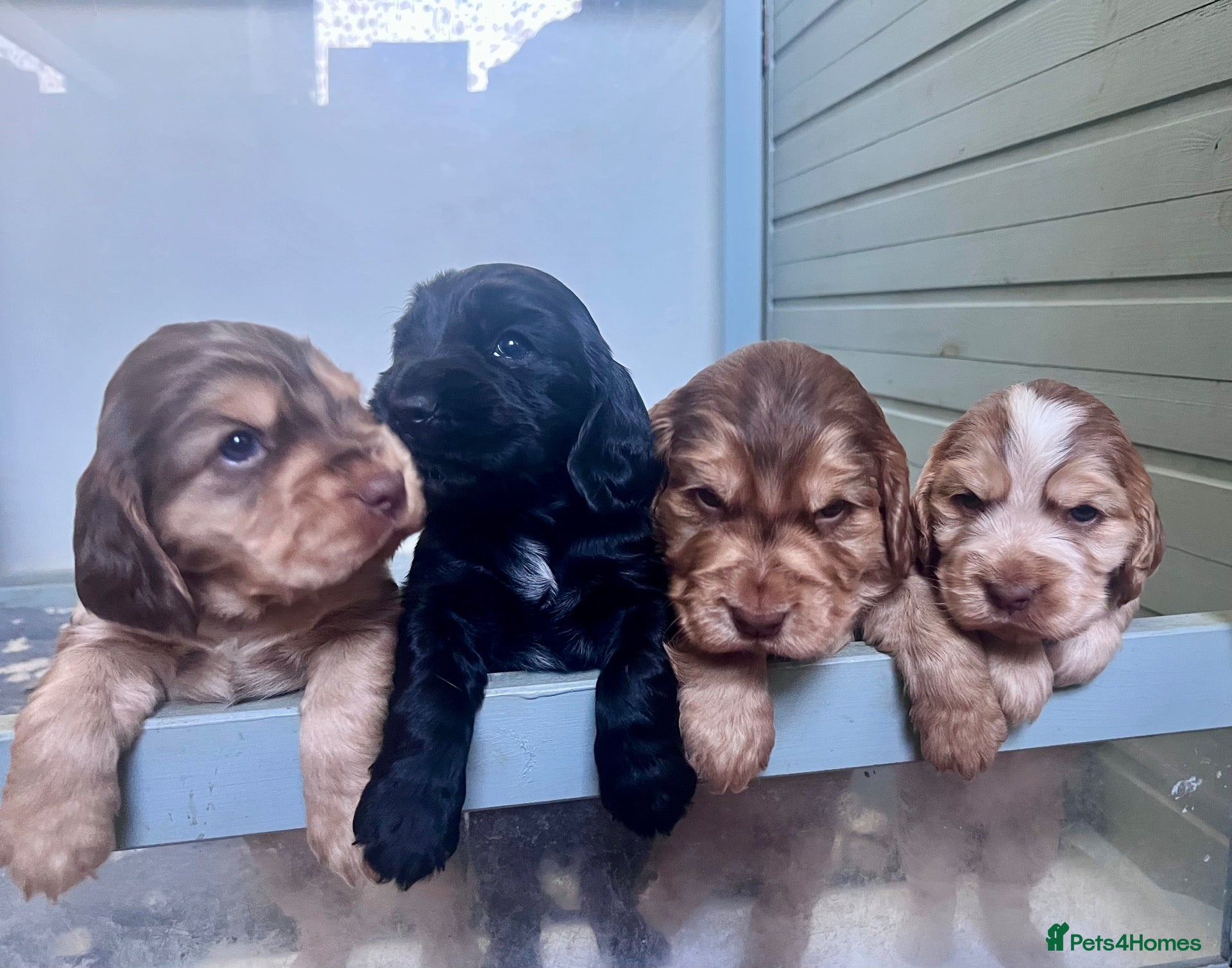 Cocker Spaniel dogs Gorgeous KC Reg Show Cocker Spaniels - Advert 1