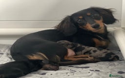 Miniature Dachshund dogs for sale: Stunning Kc Reg Long Hair Mini Dachshund puppies - Image 3
