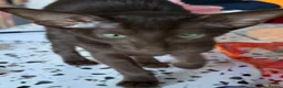 Oriental cats for sale: Gorgeous Oriental Kittens ready now - Advert 2