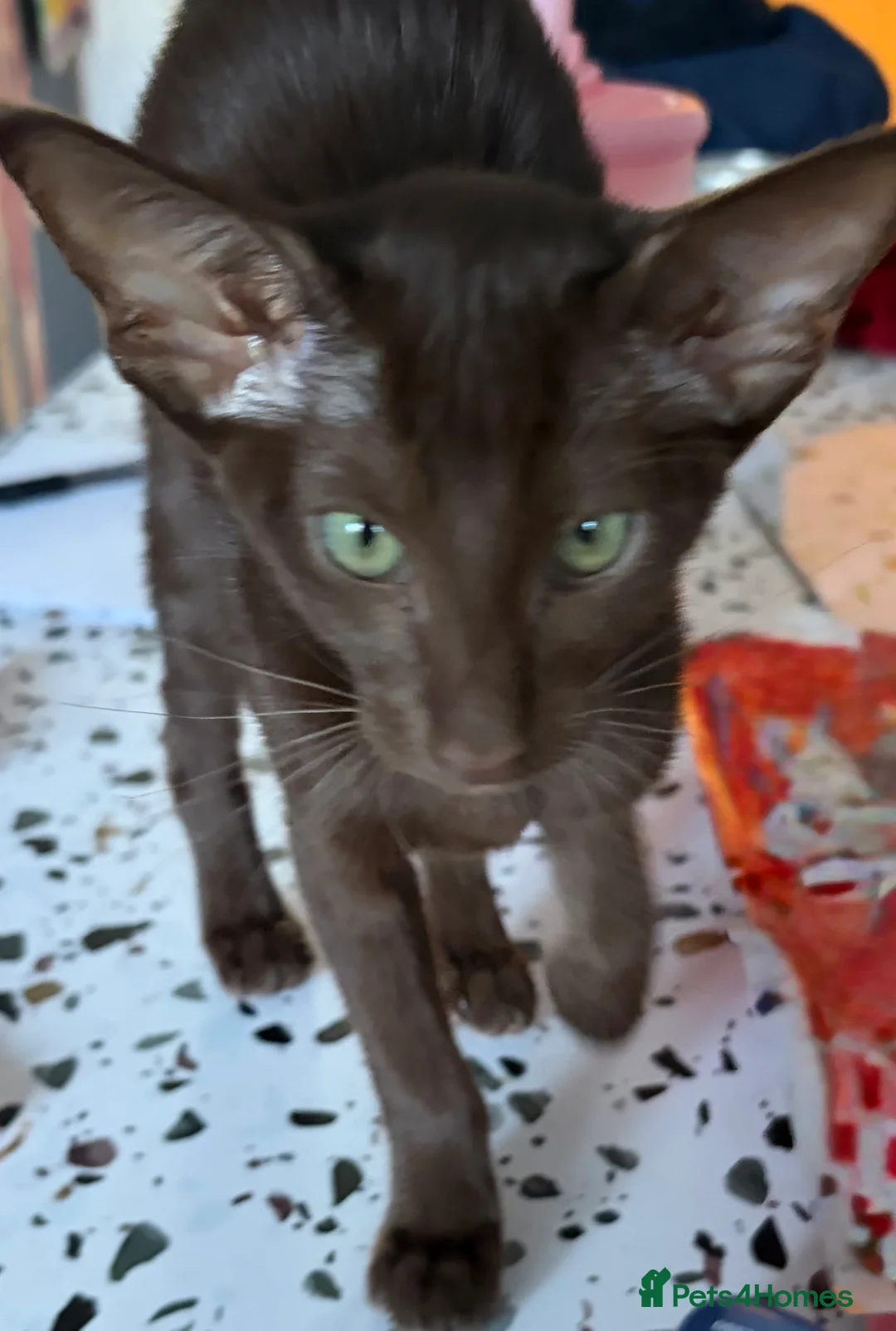 Oriental cats for sale: Gorgeous Oriental Kittens ready now - Advert 2