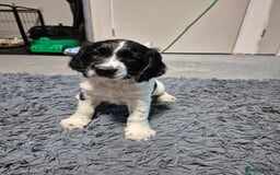 English Springer Spaniel dogs for sale: male springer  - Image 2