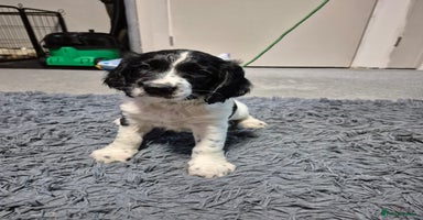 English Springer Spaniel dogs - Advert 4