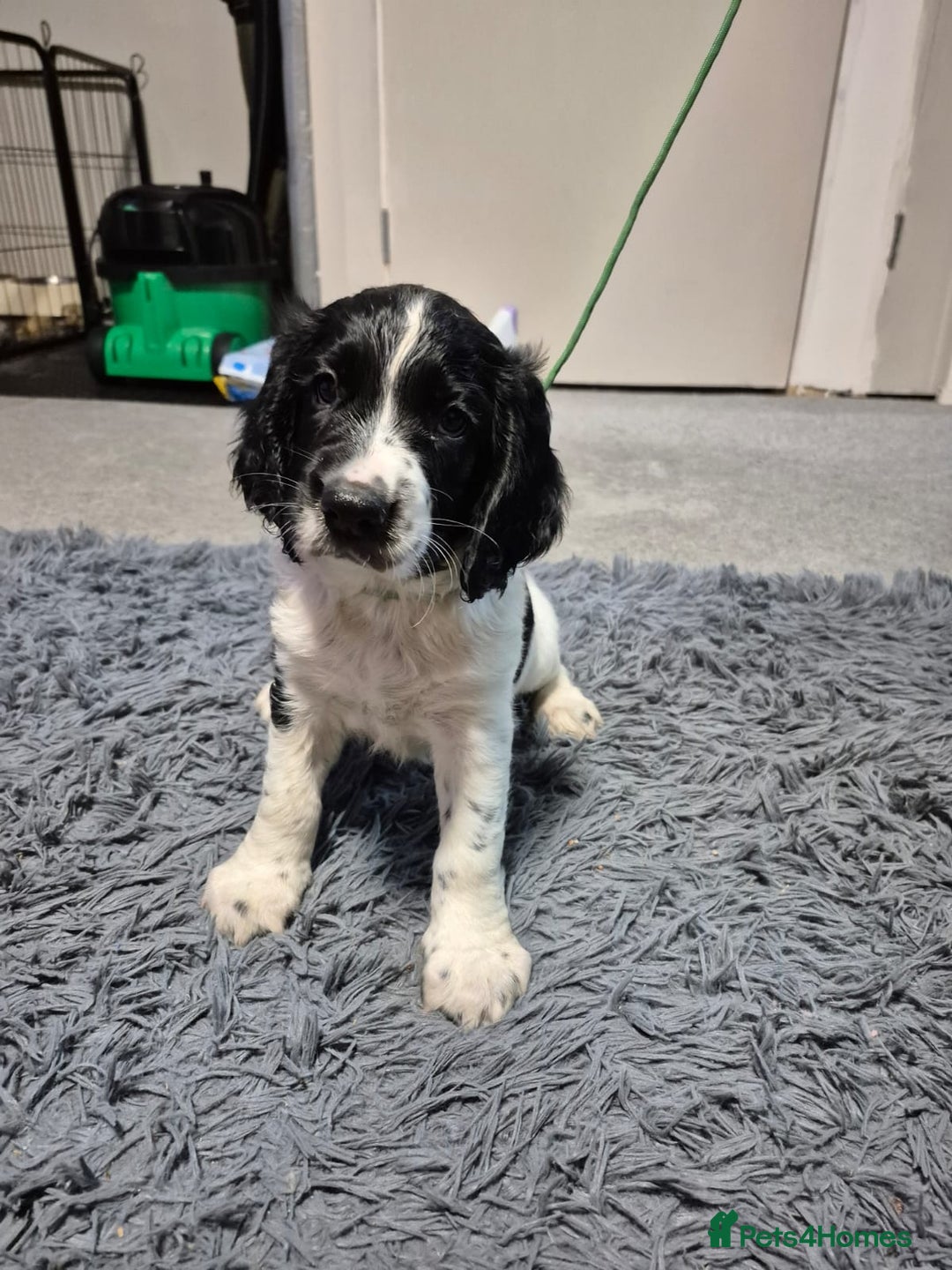 English Springer Spaniel dogs for sale: male springer  - Image 2