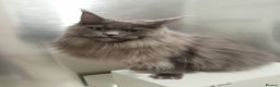 Maine Coon cats for sale: Polydactyl SolidBlue/BlackSilver Girls Maine Coon - Advert 25