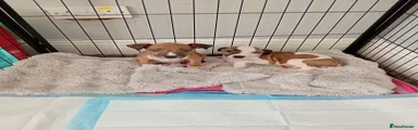 Mixed Breed 1