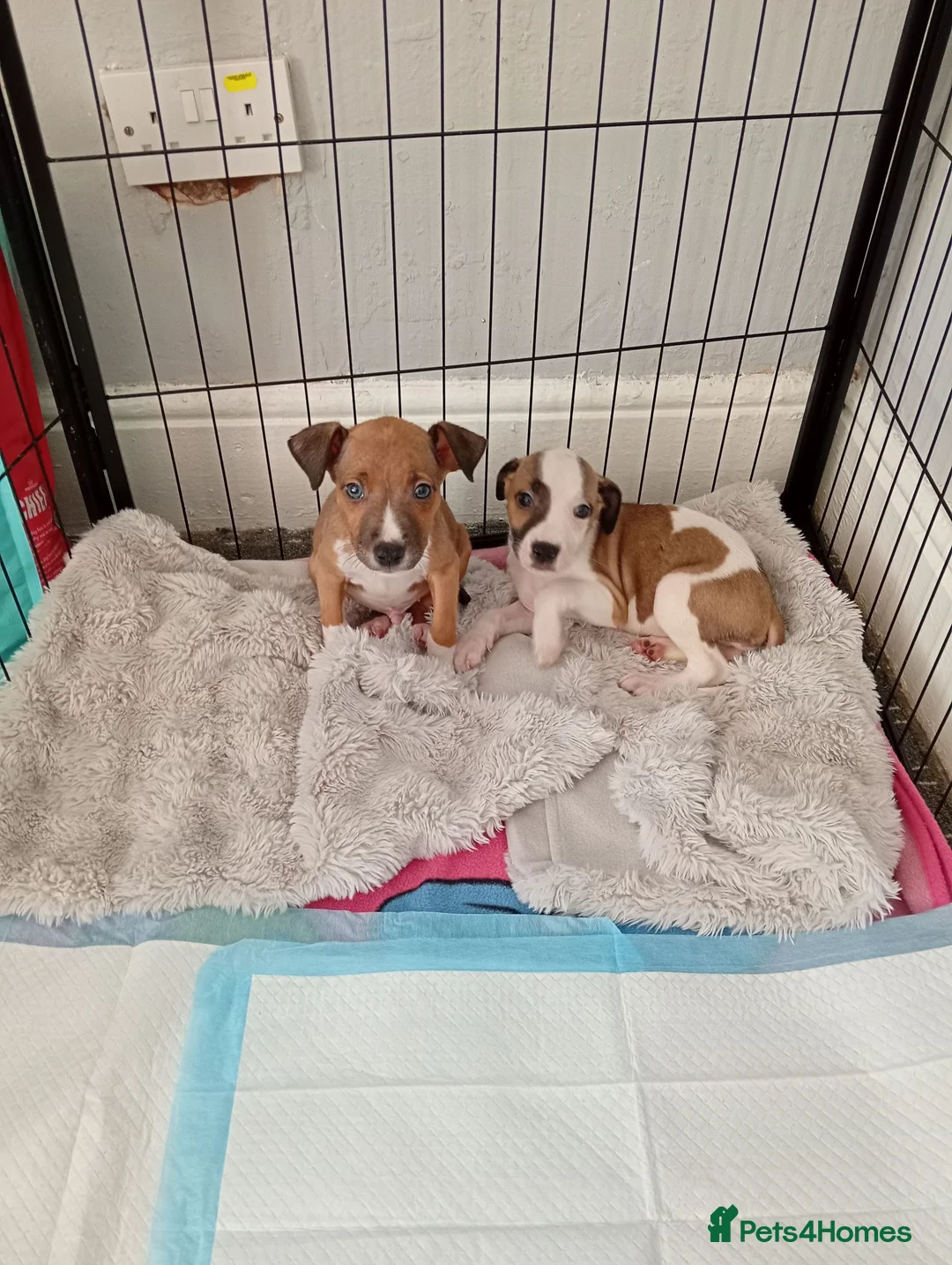 Mixed Breed dogs for sale: 2 male lurcher cross staff puppies  in Nelson - Advert 2