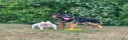 German Shepherd dogs for sale: Looking for new house - Advert 2