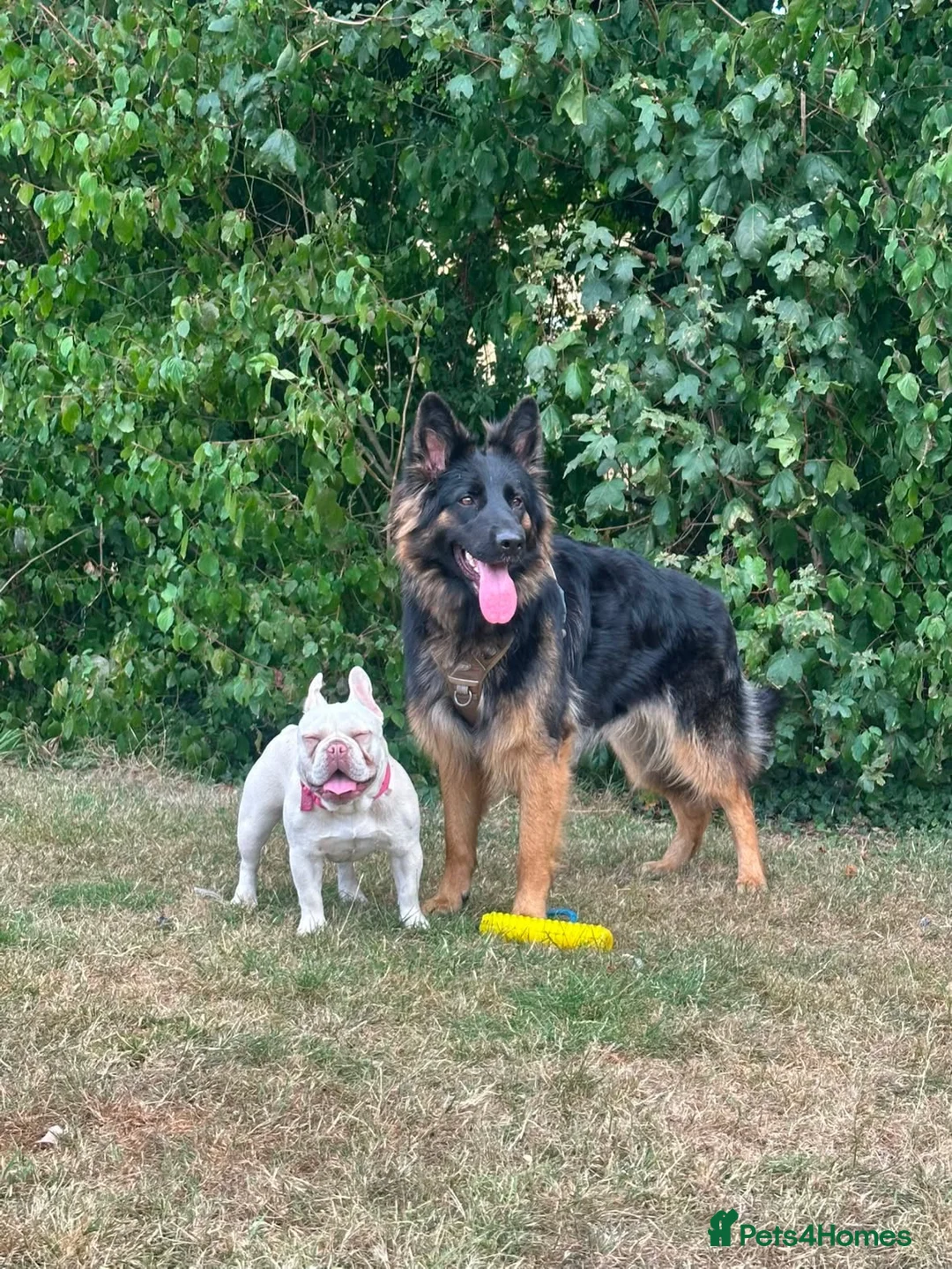 German Shepherd dogs for sale: Looking for new house - Advert 2
