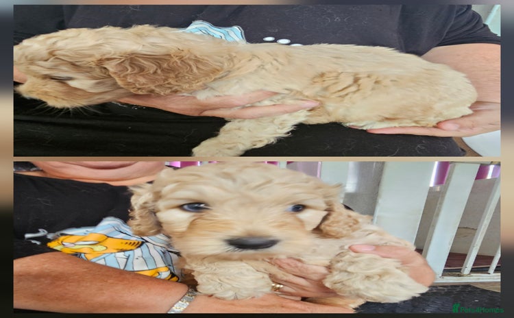 Double Doodle dogs - Advert 1