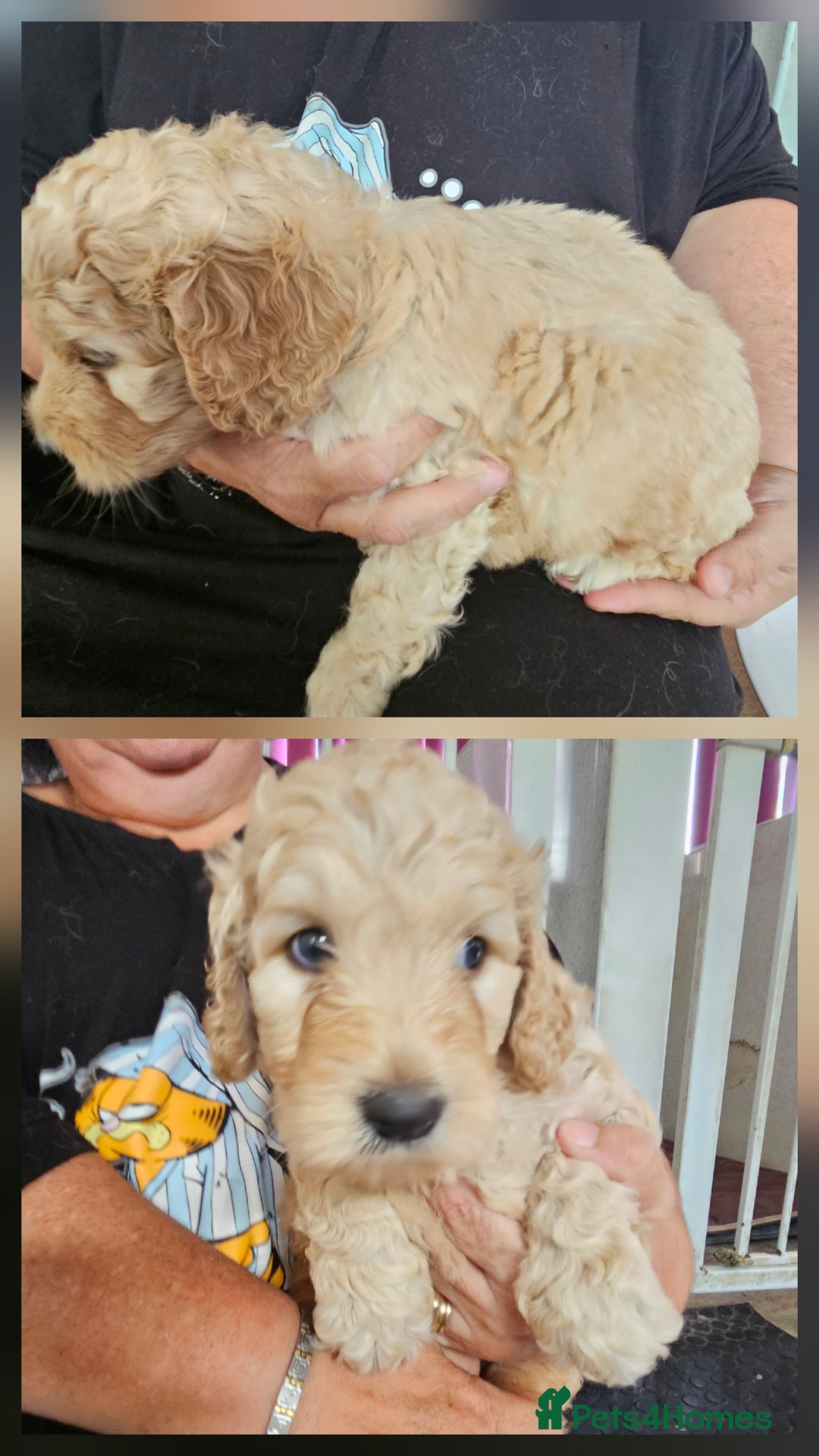 Double Doodle dogs for sale: Springfield Doodles  - Image 1