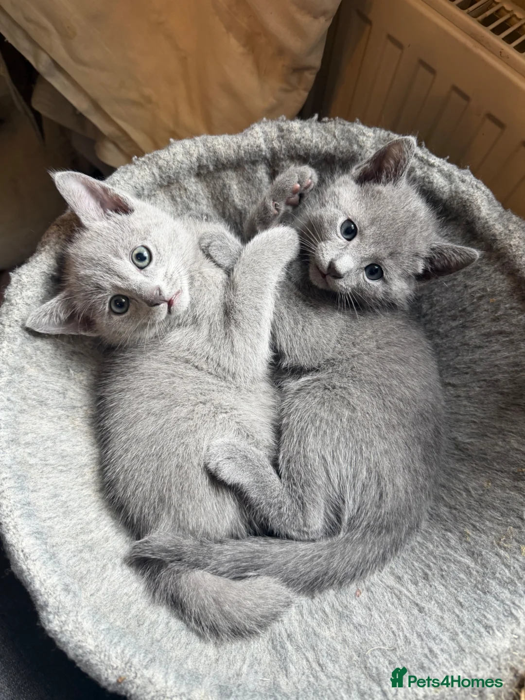 Russian Blue cats for sale: Beautiful Russian Blue Kittens - Advert 1
