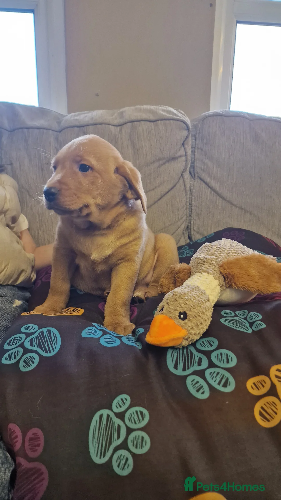 Labrador Retriever dogs for sale: ADORABLE LABRADOR PUPPIES KC REGISTERED - Advert 21