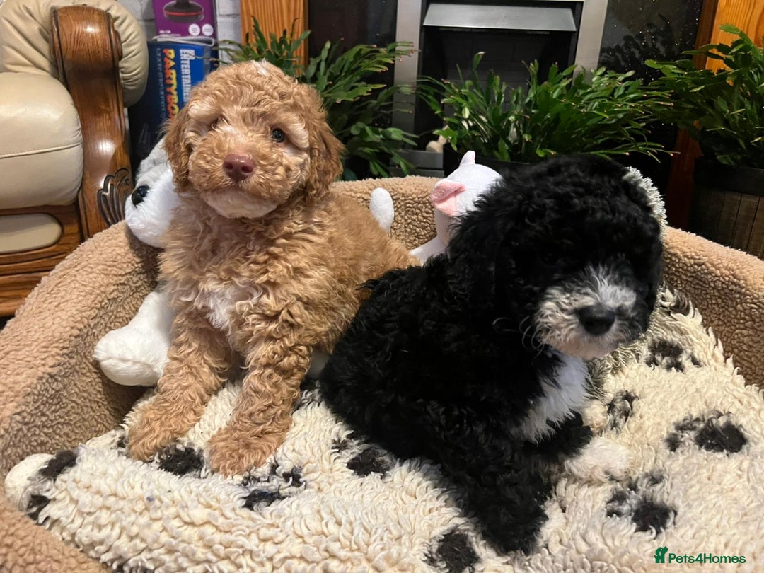 Cockapoo dogs for sale: Beautiful f1b cockapoo puppies  - Image 4