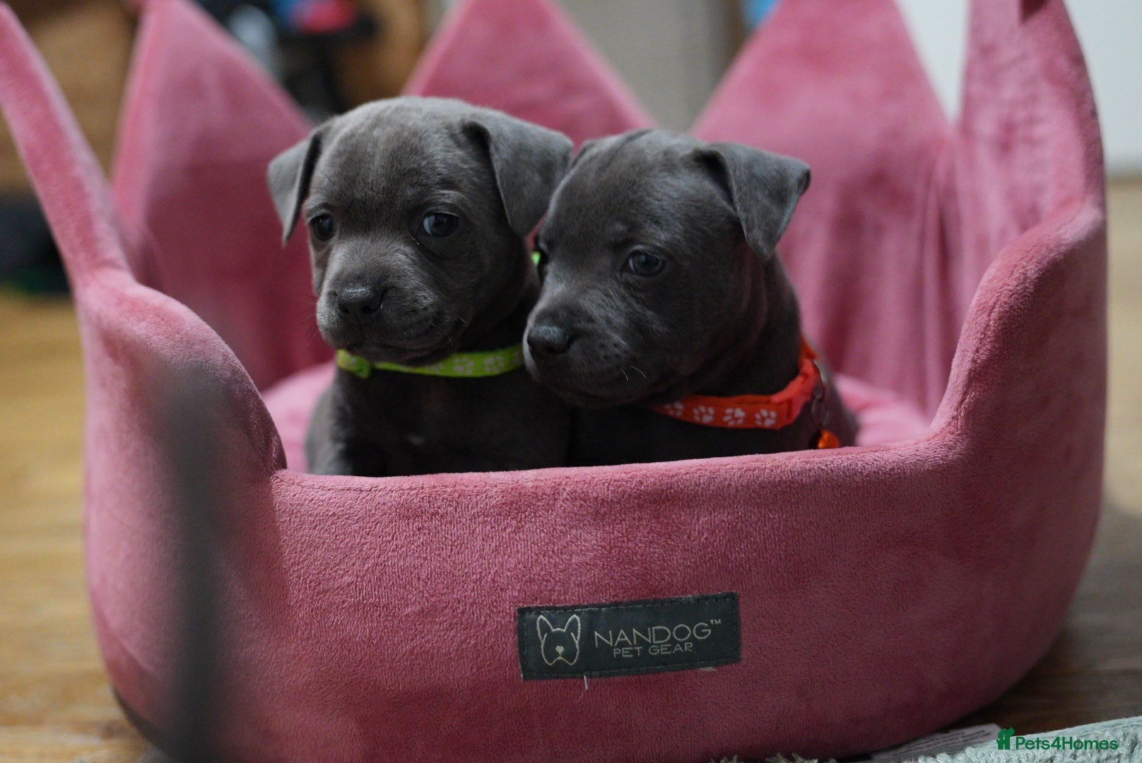 Staffordshire Bull Terrier dogs Ready to be collected! Stunning Staffy Puppies 🐶 - Advert 6