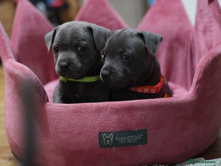 Staffordshire Bull Terrier dogs Ready now! Stunning Staffy Puppies 🐶 - Advert 1