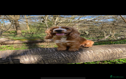 Cocker Spaniel dogs for sale: Beautiful show cocker spaniel  - Image 8