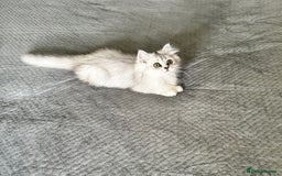 Persian cats for sale: Persian Chinchilla Kittens ready for Loving Homes! - Image 4