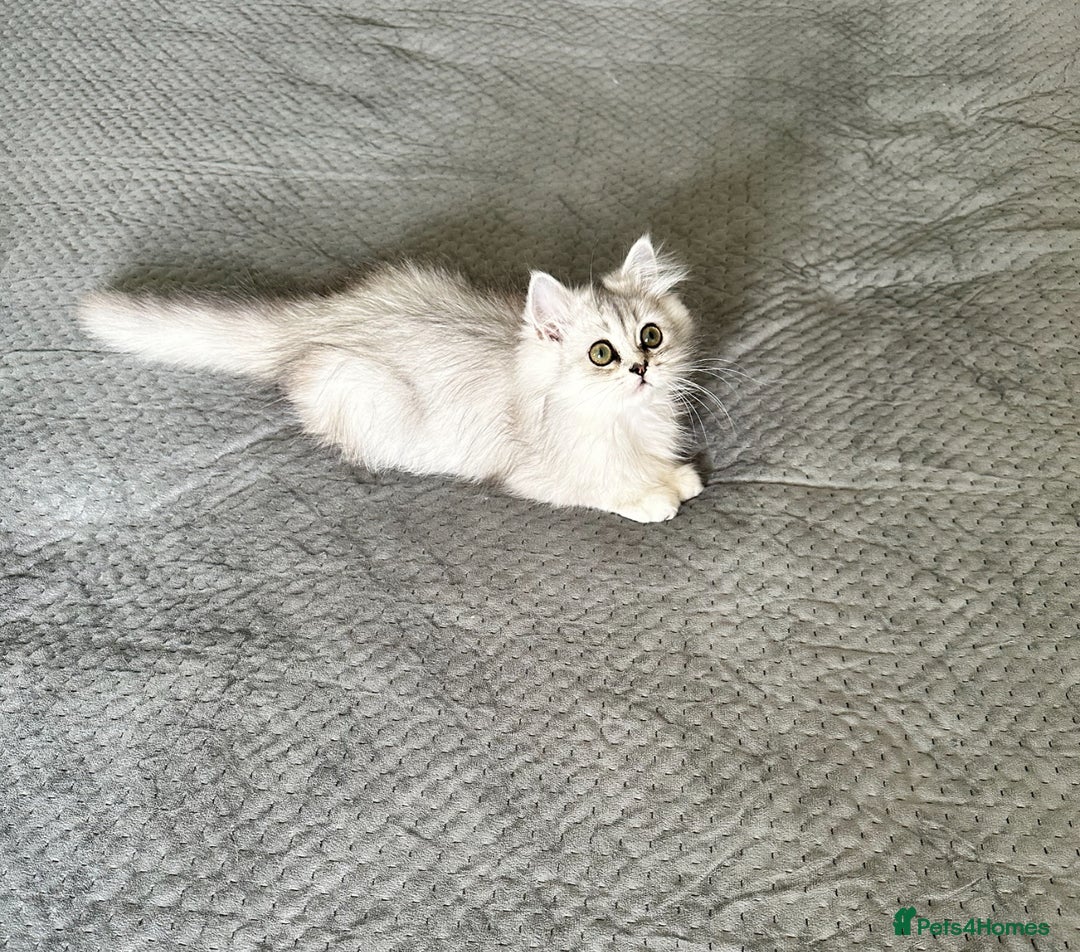 Persian cats for sale: Persian Chinchilla Kittens ready for Loving Homes! - Image 4
