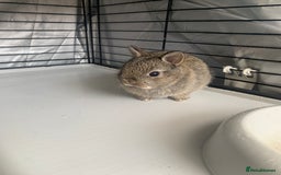 Netherland Dwarf rabbits for sale: Gorgeous Netherland Dwarf Rabbits - 3 left 🐰 - Image 10