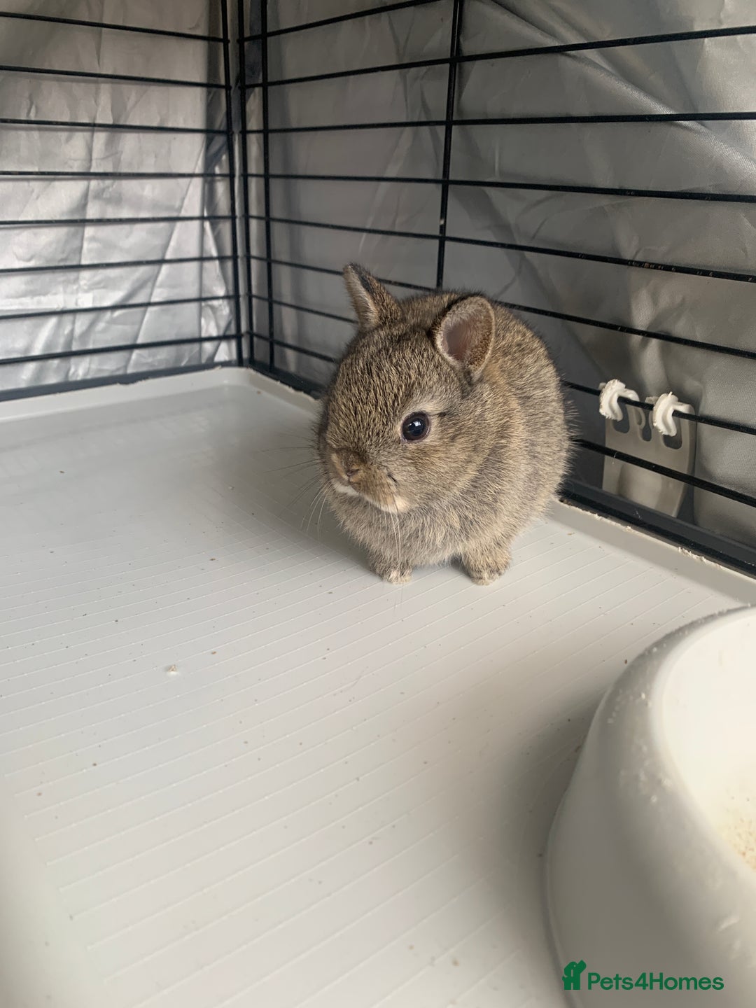 Netherland Dwarf rabbits for sale: Gorgeous Netherland Dwarf Rabbits - 3 left 🐰 - Image 10