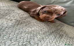 Miniature Dachshund dogs for sale: Mini Dachshund puppies   - Image 1