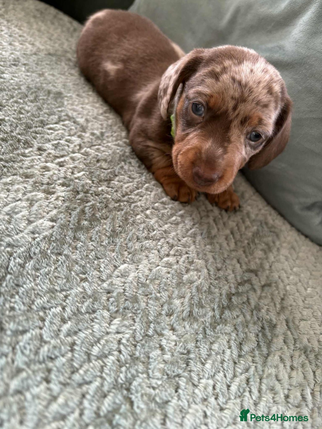 Miniature Dachshund dogs for sale: Mini Dachshund puppies   - Image 1