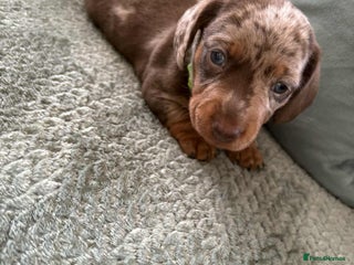 Miniature Dachshund dogs - Advert 33