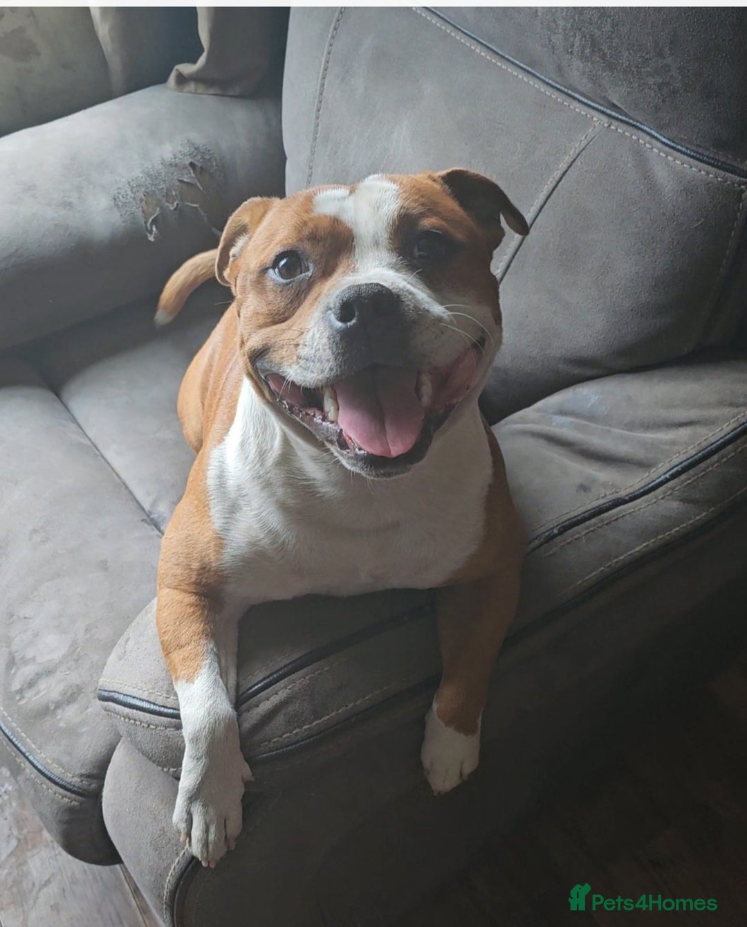 Staffordshire Bull Terrier dogs for stud: 🥨ZEUS PIED PERFECTION 🥨 COI 2.1% in Rochdale - Advert 7