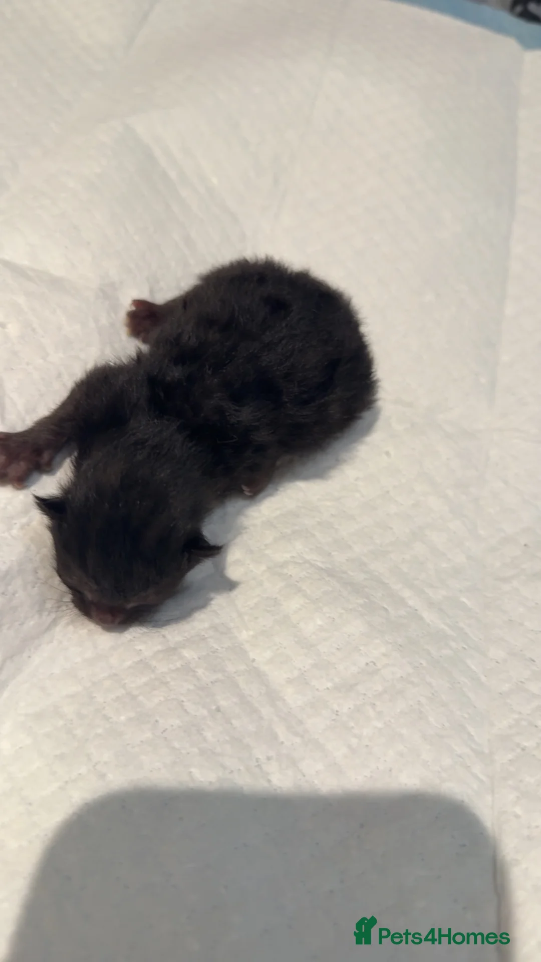 Mixed Breed cats for sale: Kittens  - Advert 9