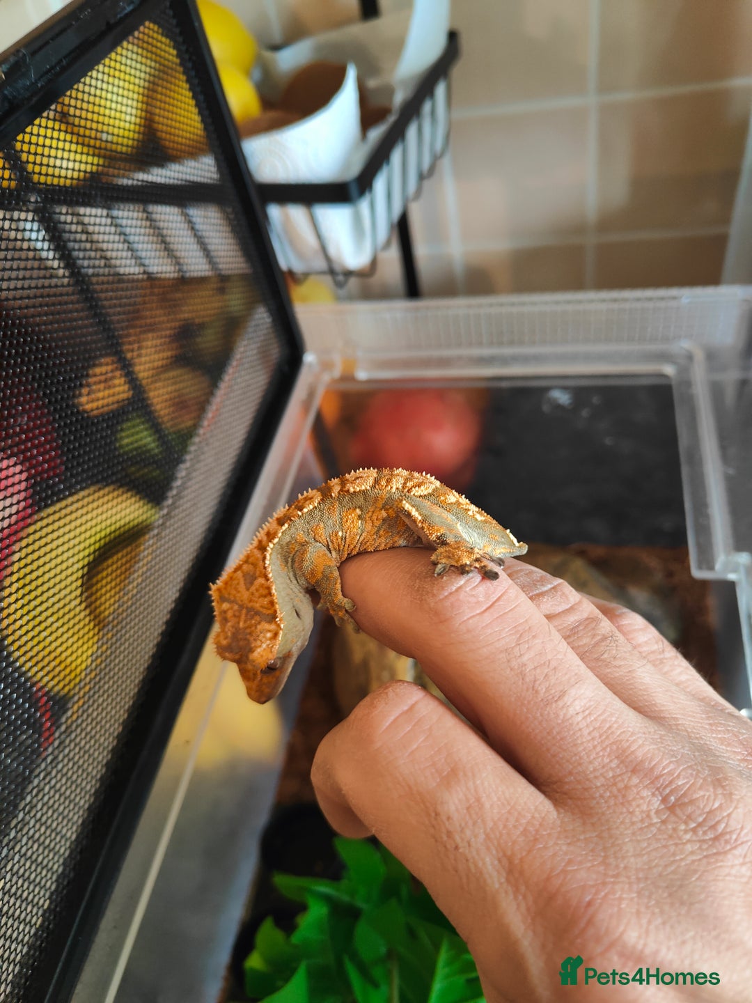Gecko reptiles for sale: Crested Gecko  - Advert 2