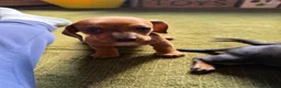 Dachshund dogs for sale: Standard kc Dachshund puppys  in Halifax - Advert 13