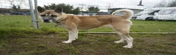 Akita dogs for adoption: Holly - Advert 7