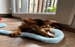 Abyssinian cats for sale: Last 3 kittens left ♥️💙 - Image 7