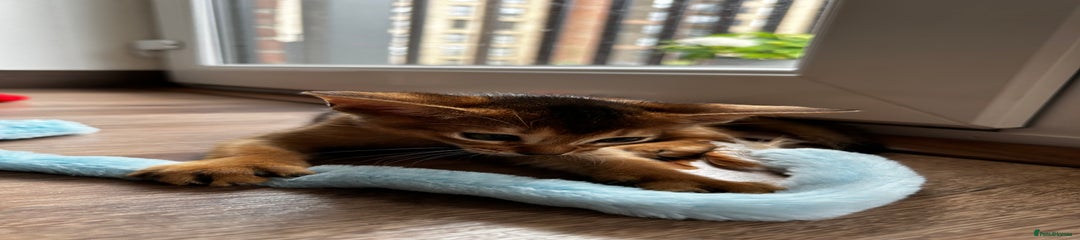 Abyssinian Kitten 1