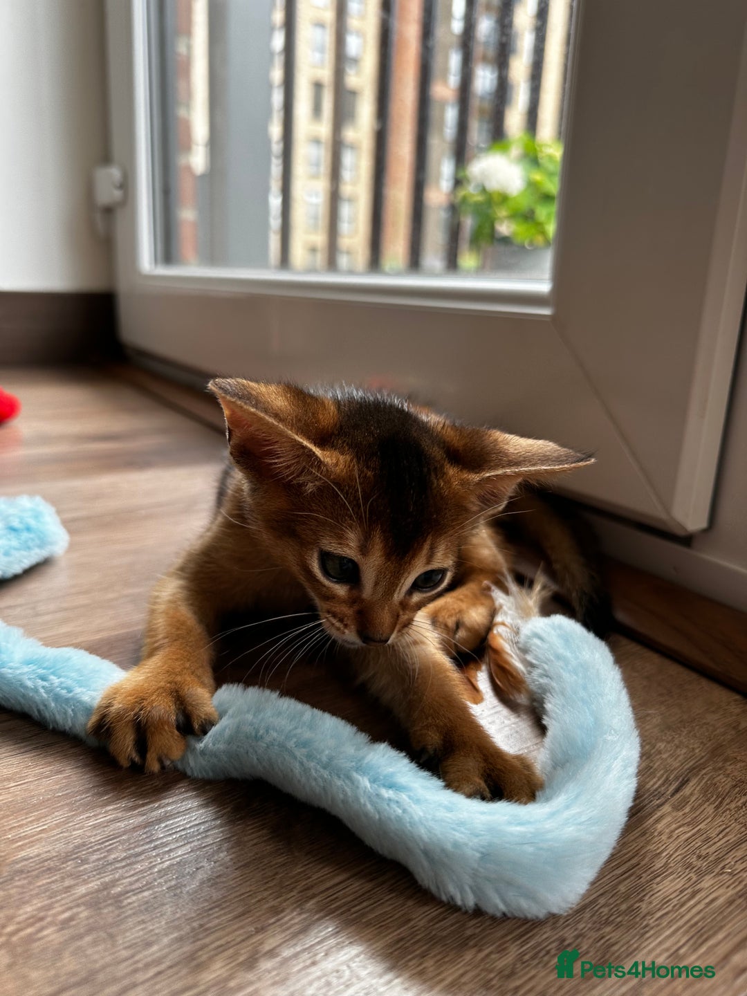 Abyssinian cats for sale: Last 3 kittens left ♥️💙 - Image 7