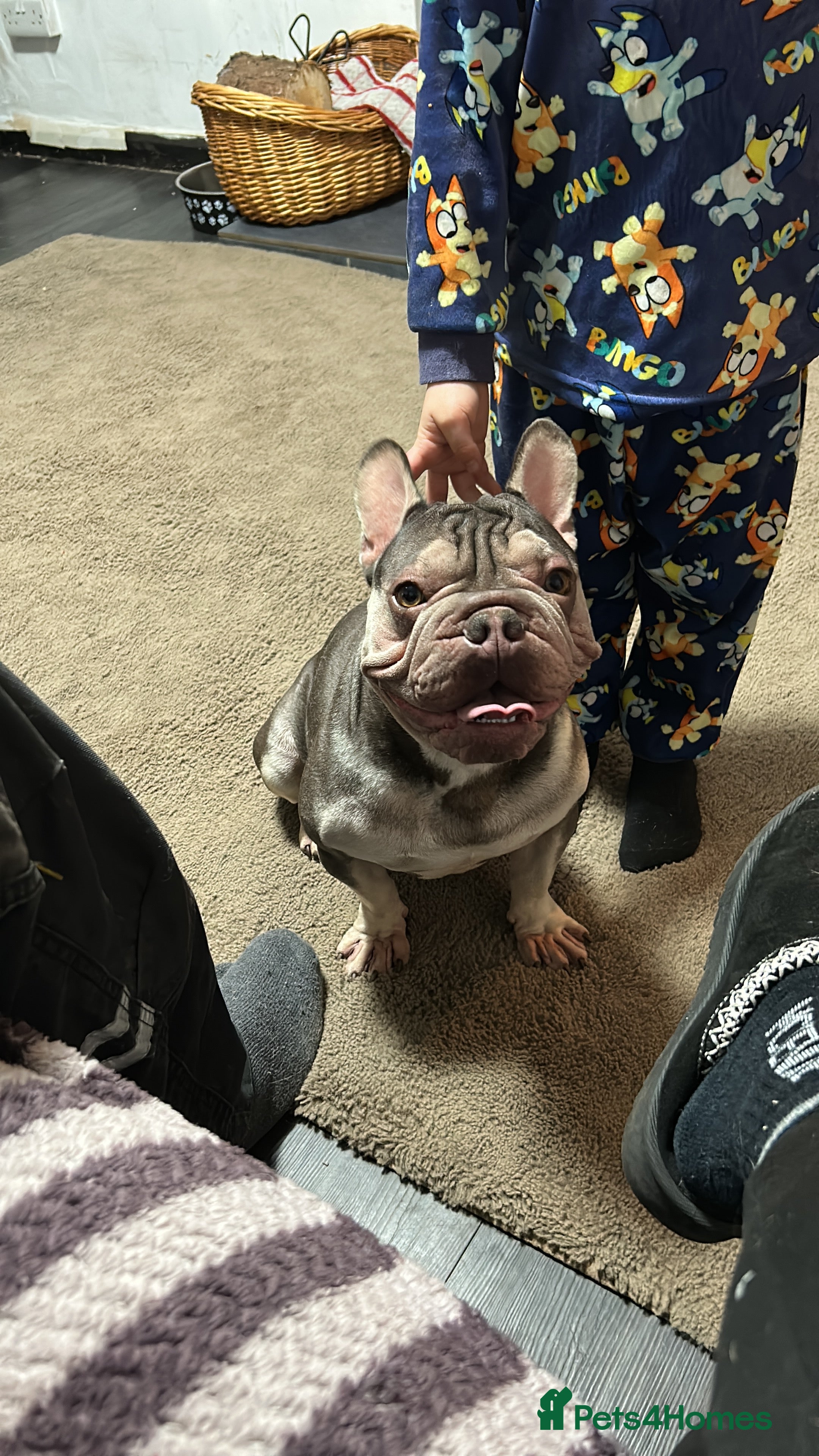 French Bulldog dogs French bulldog  - Advert 2