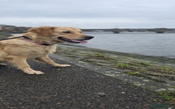 Golden Retriever dogs for sale: Rehoming our beautiful golden retriever Gwendolyn  - Image 4