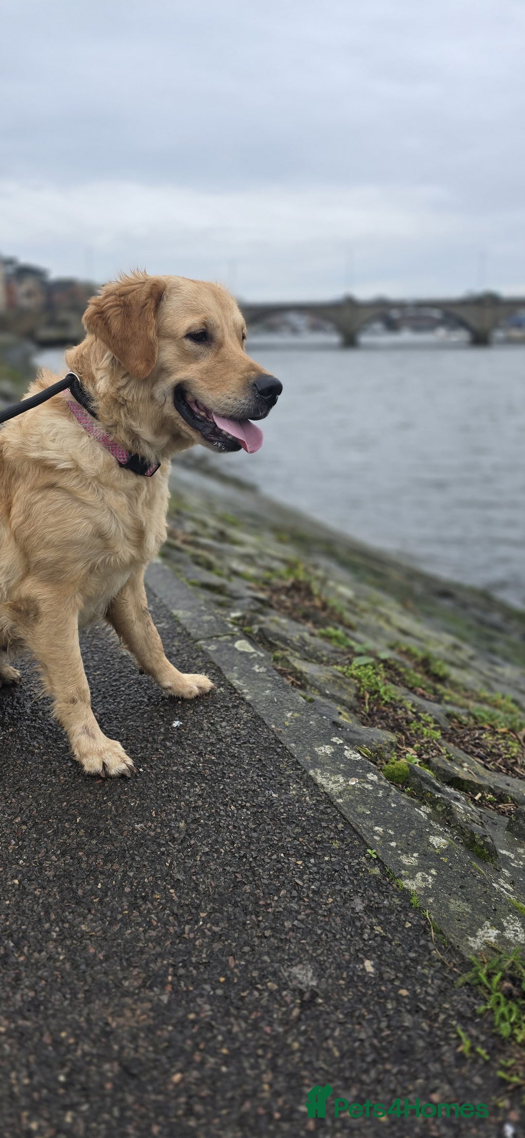 Golden Retriever dogs for sale: Rehoming our beautiful golden retriever Gwendolyn  - Image 4