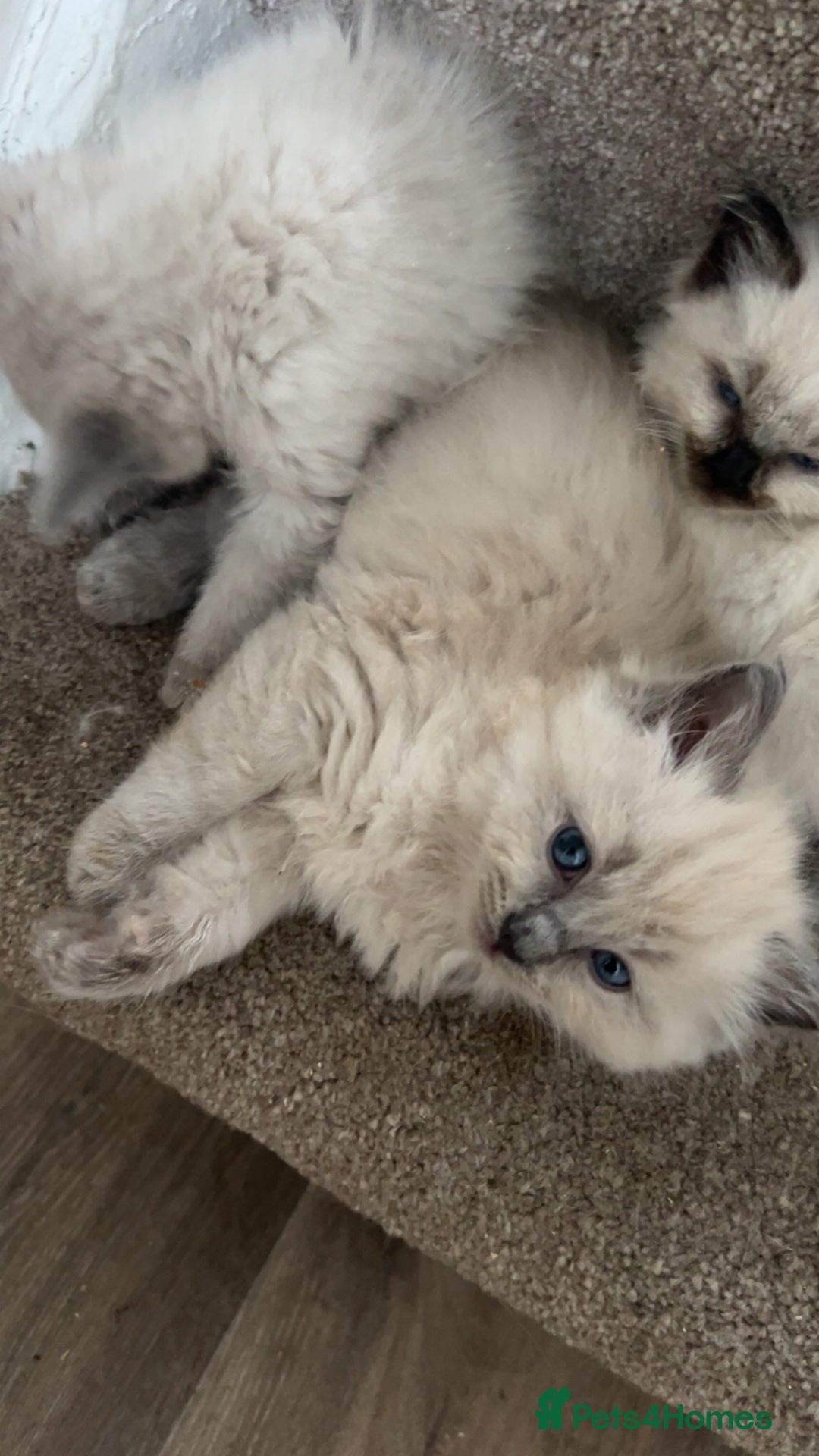 Ragdoll cats for sale: Ragdoll kittens - Image 1
