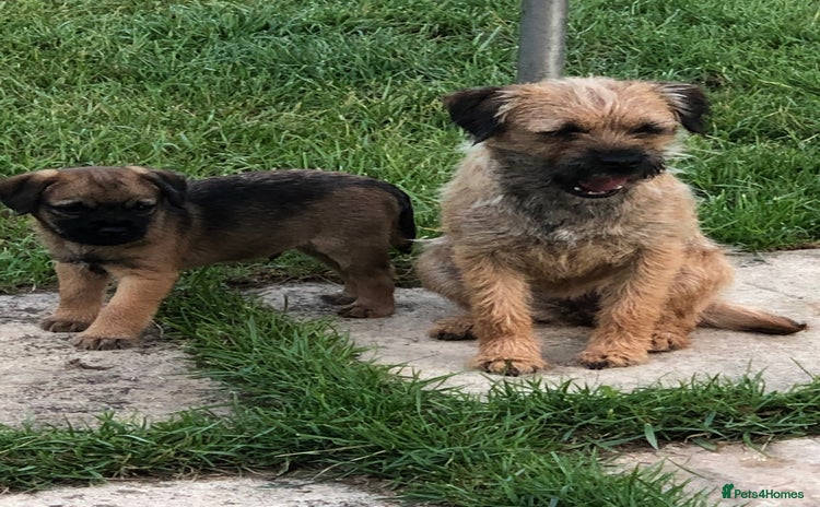Border Terrier dogs - Advert 4
