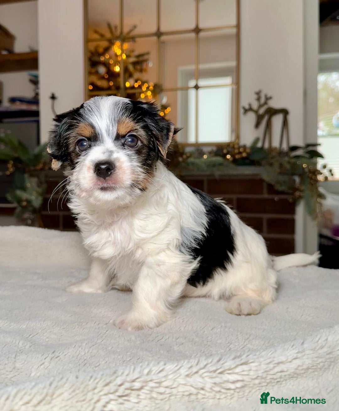 Biewer Terrier dogs for sale: Biewer Yorkie Boys | Pedigree | Licensed - Advert 3